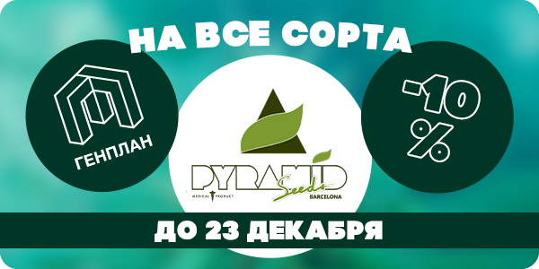 -10% на все сорта Pyramid Seeds